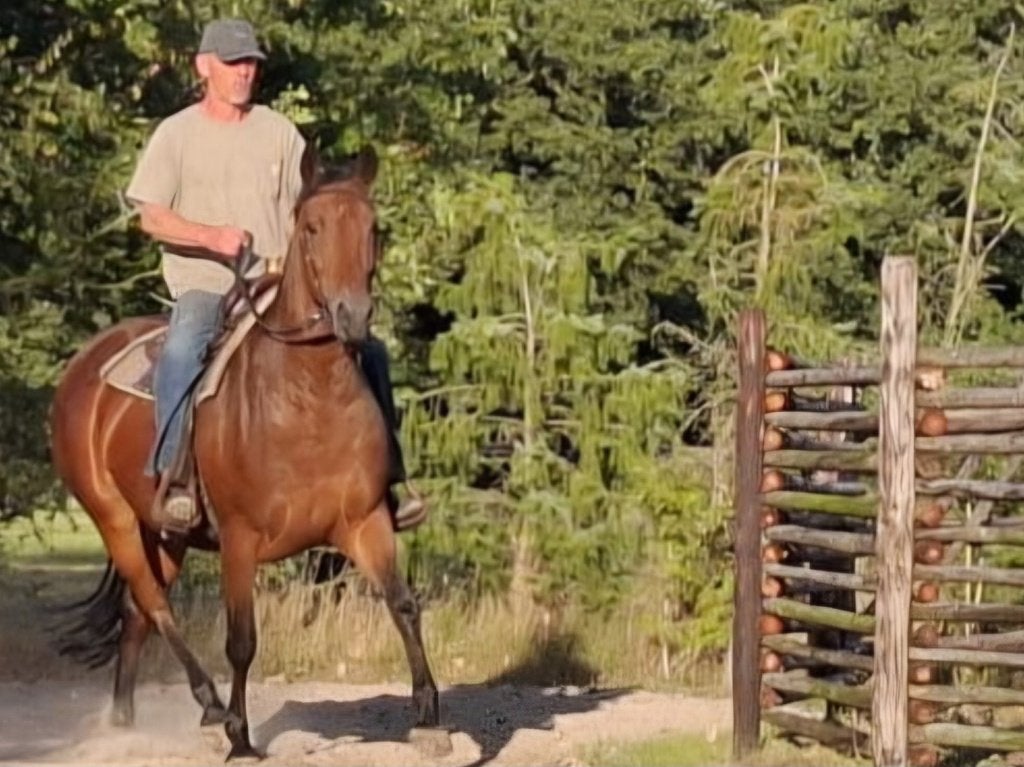 lief klein recreatie paard/grote E pony, Merrie, Minder dan 160 cm, Zadelmak, 3 tot 6 jaar