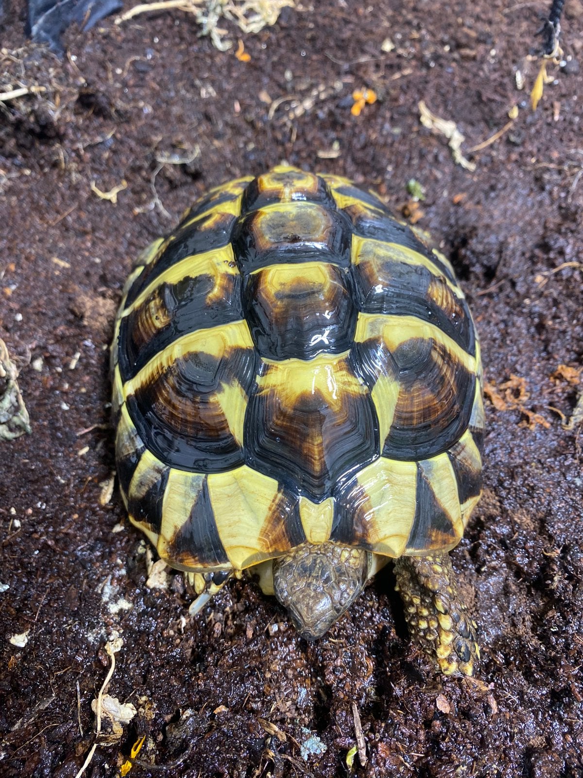 Griekse landschild pad vrouw, 18 cm, Testudo hermanni Tortoise photo 2