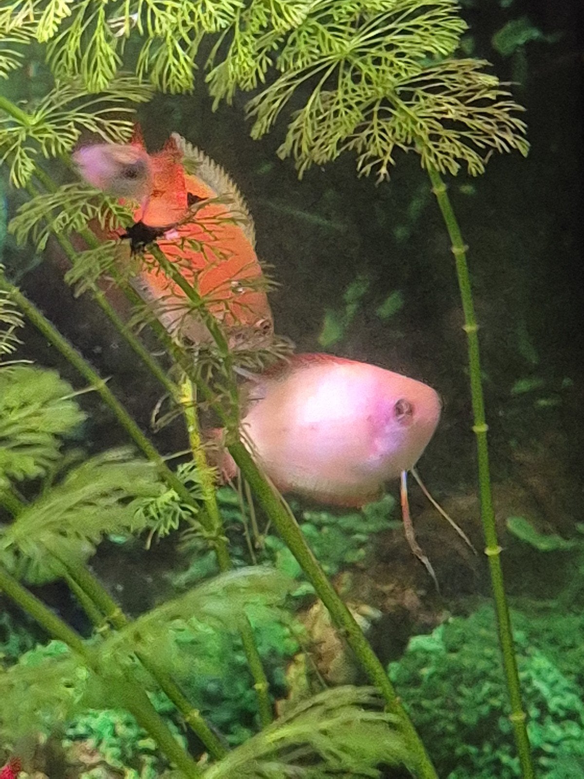 honing gourami, Dieren en Toebehoren, Vis, Zoetwatervis