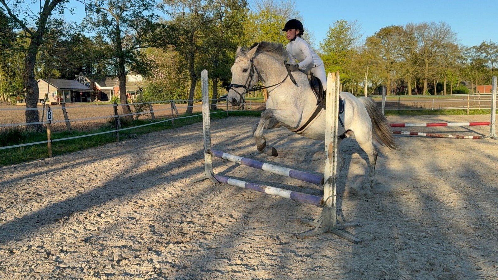 Fraaie brave Schimmelmerrie, Merrie, Recreatiepaard, 11 jaar of ouder