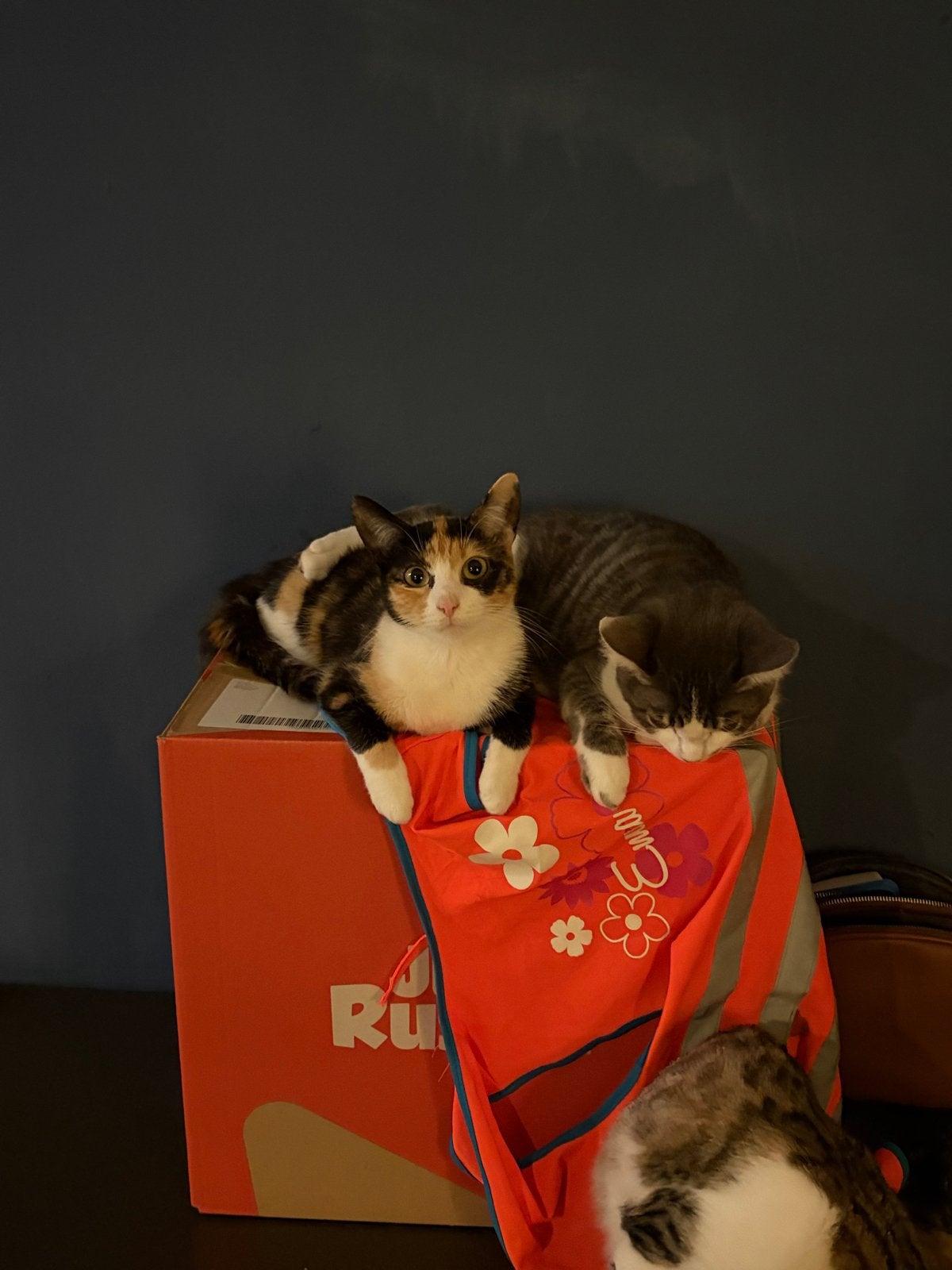Gezocht gratis kittens, Dieren en Toebehoren, Ophalen of Verzenden