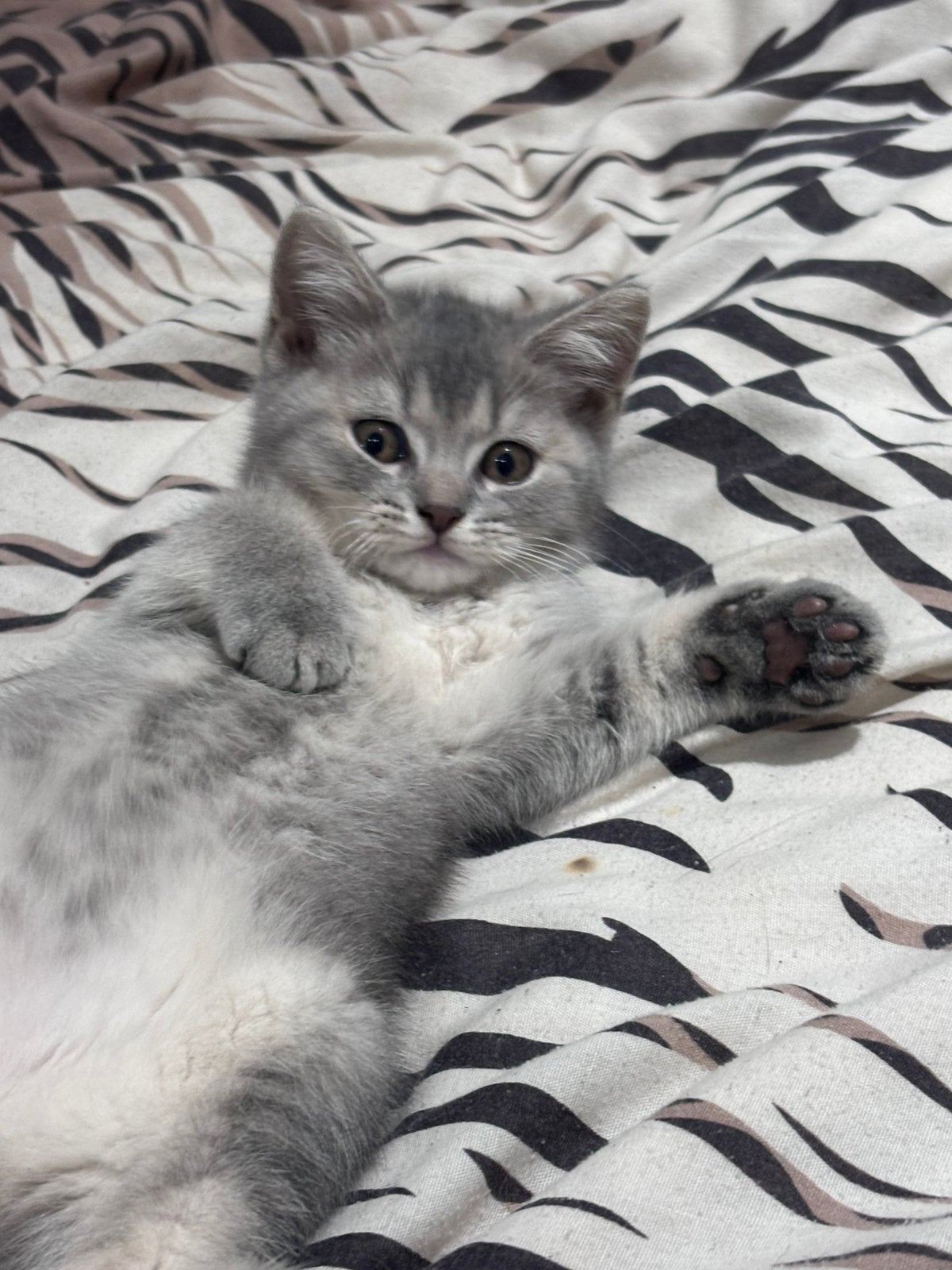 Britse korthaar (Tabby licht grijs)  mannetje., Kater