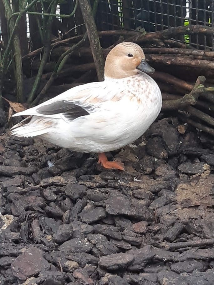 KWAKERTJES, Dieren en Toebehoren, Pluimvee, Meerdere dieren, Eend