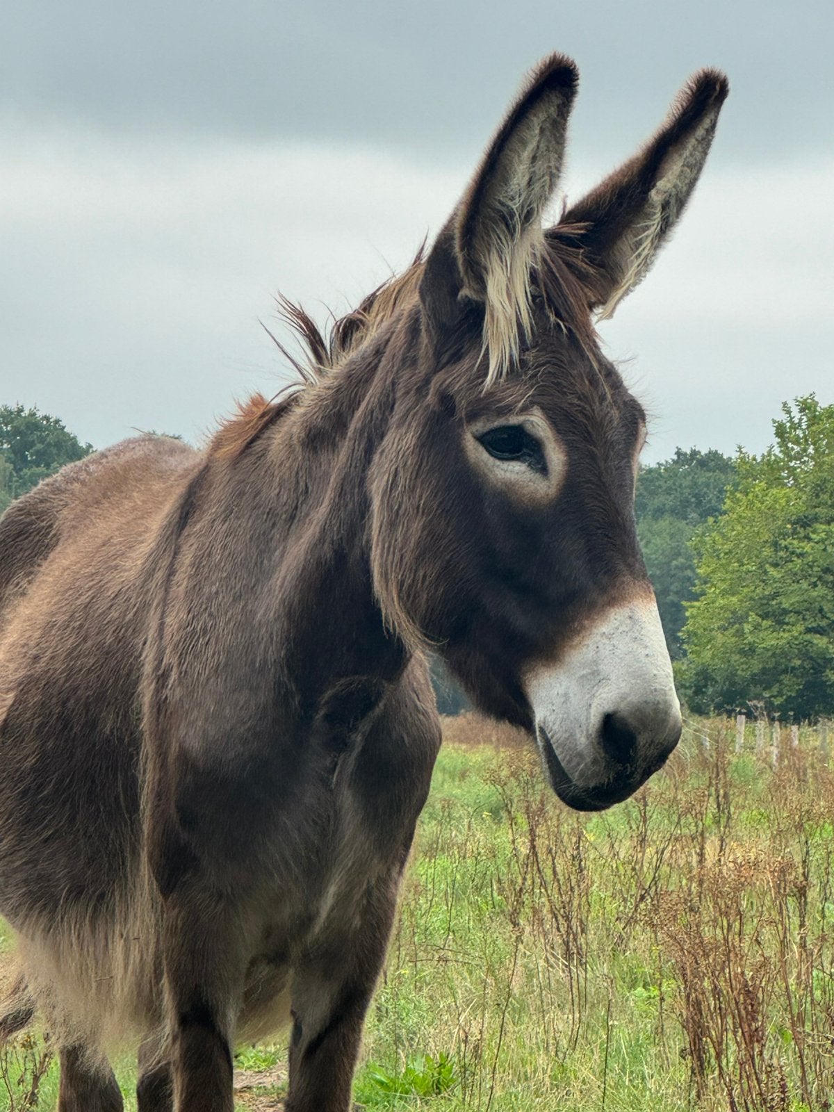 poitou kruising ezel merrie, Dieren en Toebehoren, April, Vrouwelijk