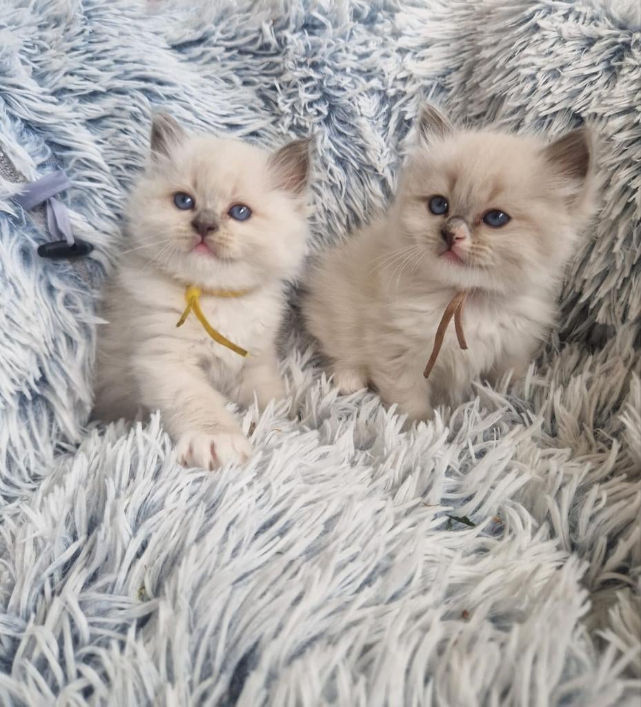 Lieve ragdoll kittens blue, Meerdere dieren, Gechipt