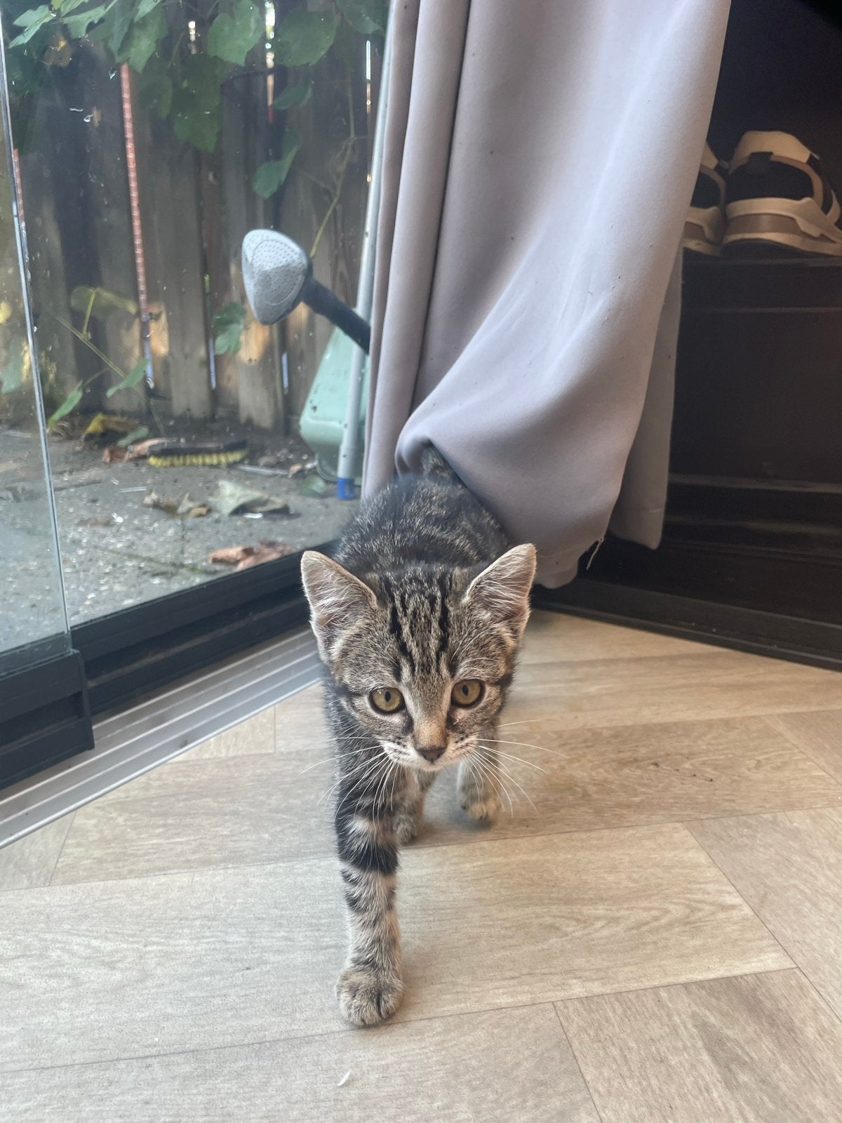 Kittens 8 weken gratis meenemen