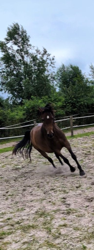 E-pony, Met stamboom, Zadelmak, 7 tot 10 jaar, Recreatiepony