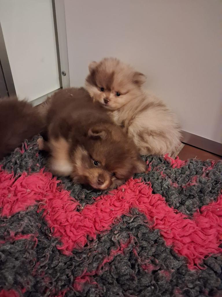 Raszuivere pomeriaantjes 2 🩷 en 1 💙, Parvo, België, Particulier, Keeshond