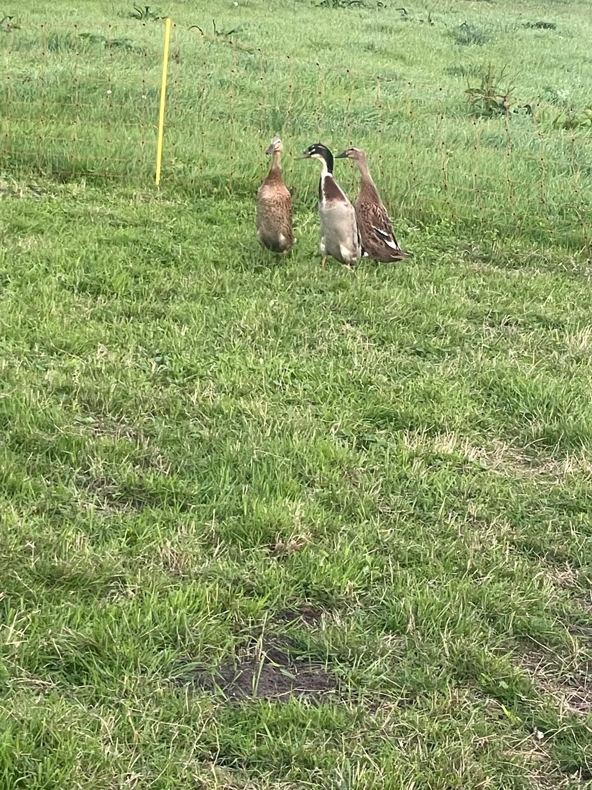 Loop eenden, Dieren en Toebehoren, Meerdere dieren, Eend