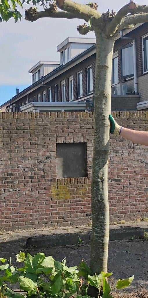 Grote plataan, platanen boom groot, Ophalen of Verzenden, Volle zon, Overige soorten