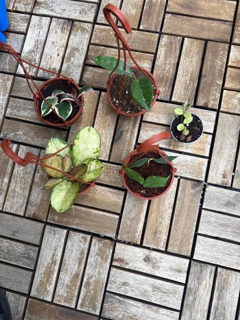 Diverse Hoya stekjes - Perfect voor de plantenliefhebber, Ophalen, Vaste plant, Halfschaduw, Klimplanten