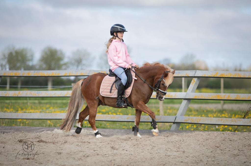 B welsh pony te koop, Dieren en Toebehoren, Gechipt, Minder dan 160 cm, Ruin, Dressuurpaard