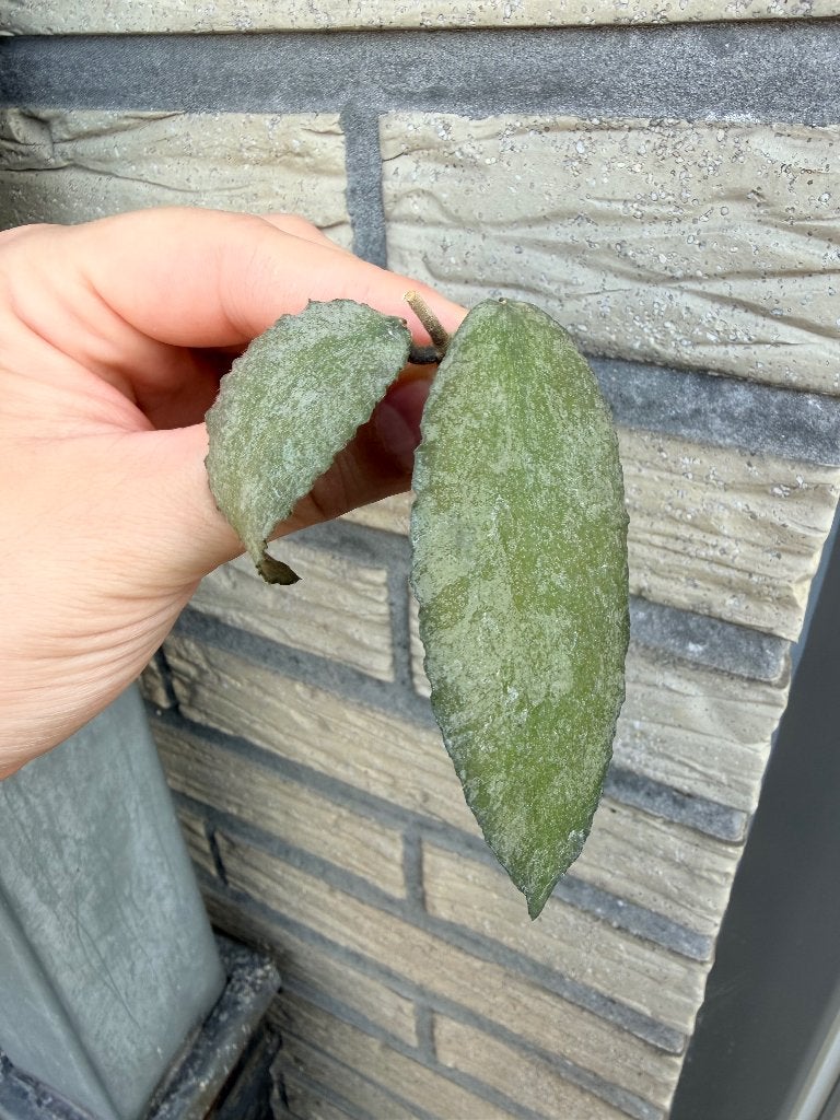 Hoya pakket, Verzenden, Halfschaduw, Minder dan 100 cm