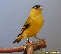 yarrelsijs 2025, Dieren en Toebehoren, Mannelijk, Wildzangvogel, Geringd