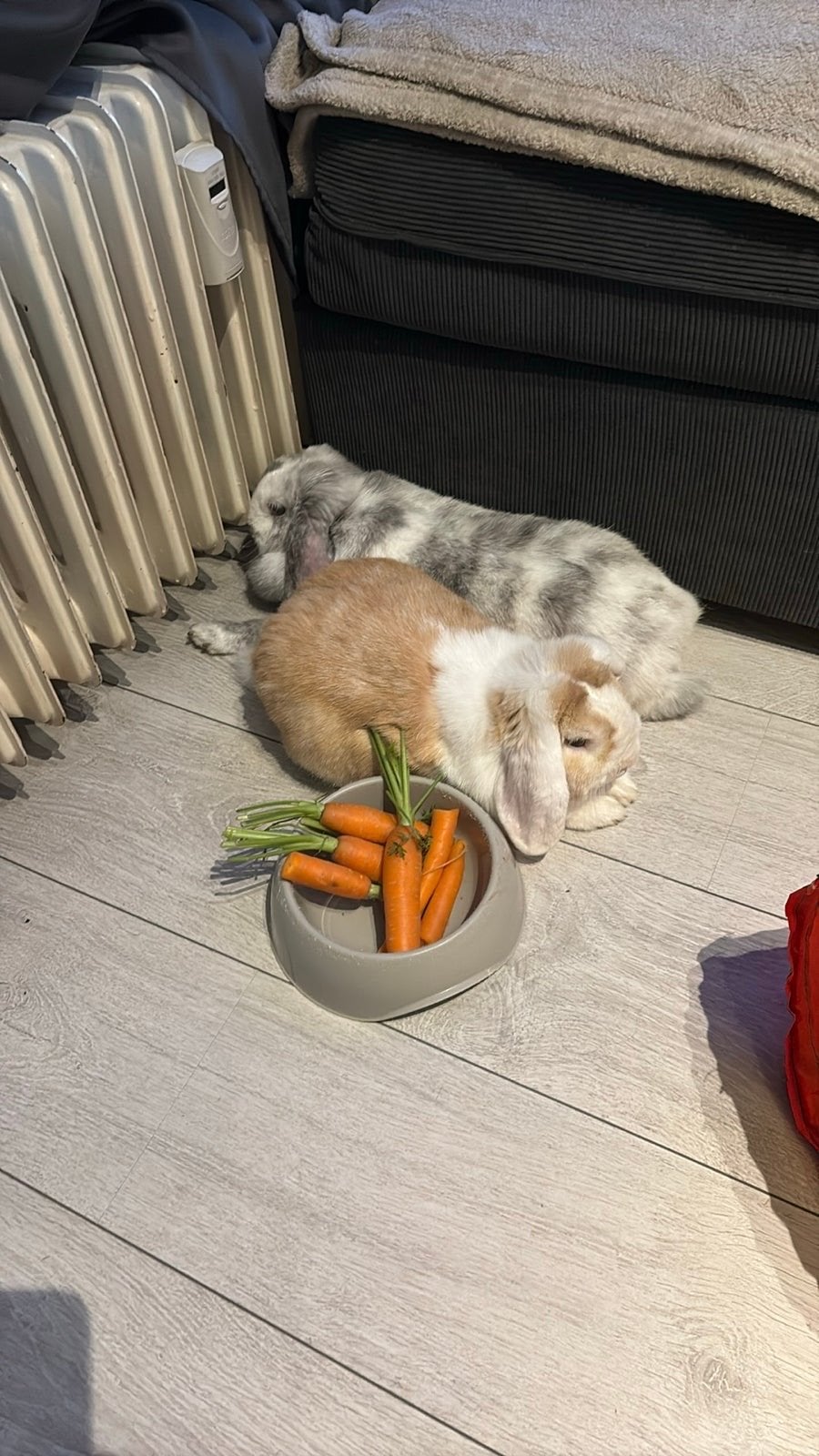 Konijn, Dieren en Toebehoren, Meerdere dieren, Dwerg