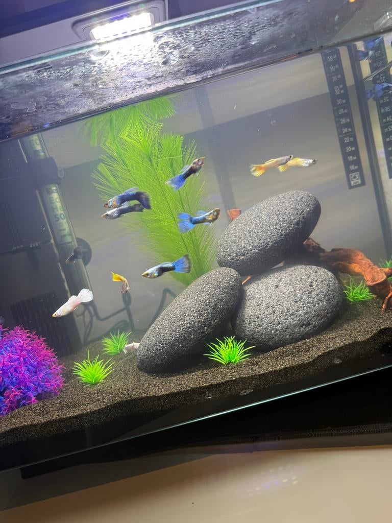 Aquaruim, Ophalen of Verzenden, Inclusief vissen, Zo goed als nieuw, Gevuld zoetwateraquarium