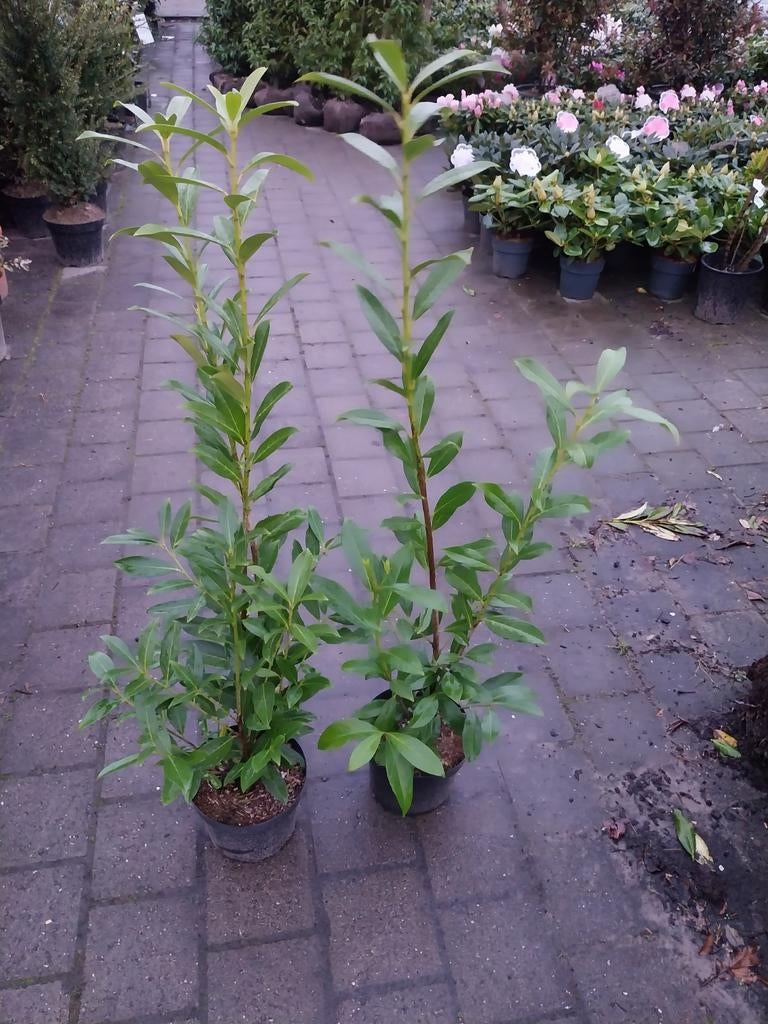 Laurier struiken Caucasica 80-120 cm, Tuin en Terras, Planten | Tuinplanten, Vaste plant, Bloeit niet, Halfschaduw, Ophalen