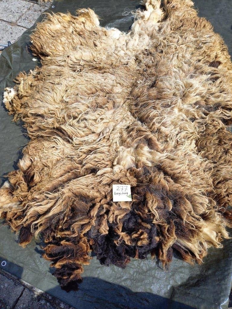 nr 277 Grote geschoren vacht van bergschaap - Ruwe wol, Ophalen of Verzenden, Nieuw