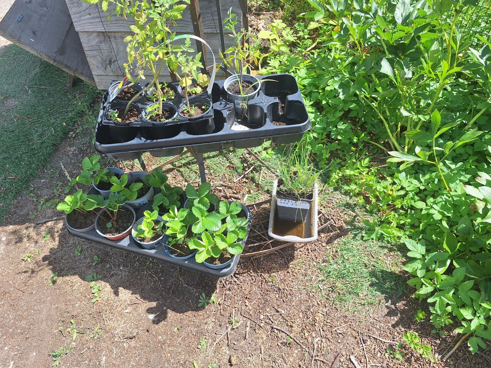 karona aardbei stekken planten, Ophalen