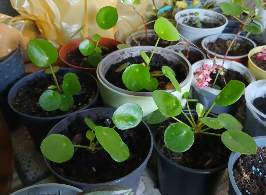 Pilea Pannenkoekplanten - Jonge plantjes per stuk €1, Huis en Inrichting, Kamerplanten, Bloeiende kamerplant, Ophalen