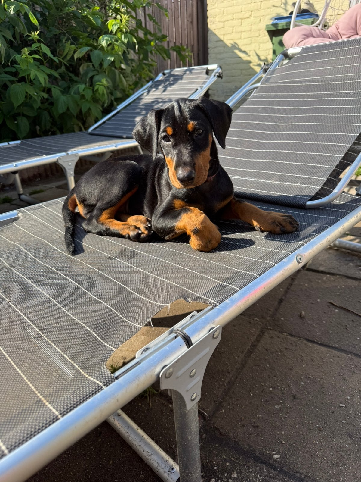 6 prachtige Dobermann pups mogen de nest verlaten, Parvo, Overige rassen, 8 tot 15 weken, Meerdere