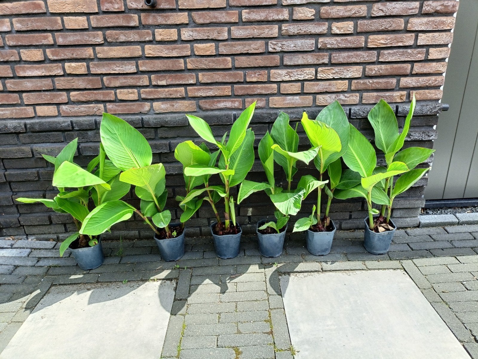 Canna Indica's in een 14 cm pot, planten zijn 60cm hoog., Tuin en Terras, Planten | Tuinplanten, Ophalen, Overige soorten, Volle zon