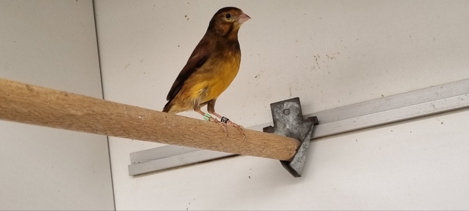 Bastaard Alario vink man!, Dieren en Toebehoren, Vogels | Overige Vogels, Mannelijk, Wildzangvogel, Geringd