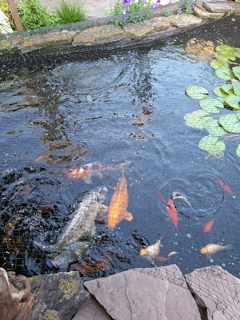 Vissen en toebehoren, Karper of Koi