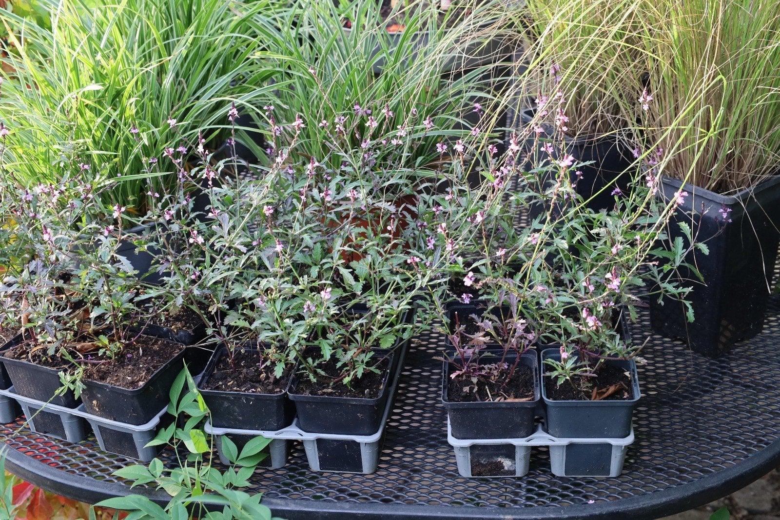 Plantenmarkt zaterdag 3 oktober  Bomen, struiken te koop, Ophalen, Zomer, Volle zon, Overige soorten