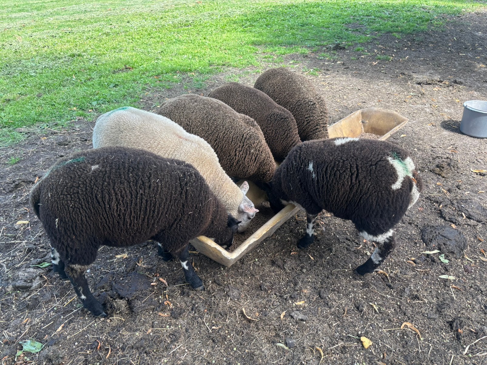 10 mooie ramlammeren!, Dieren en Toebehoren, Vrouwelijk, Schaap