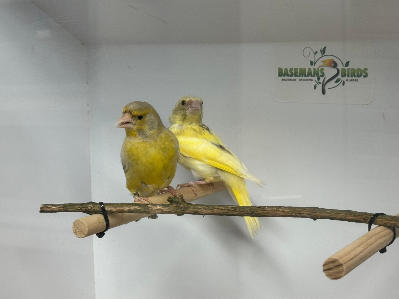 Groenlingen - Chloris chloris, Dieren en Toebehoren, Vogels | Overige Vogels, Meerdere dieren, Wildzangvogel, Geringd