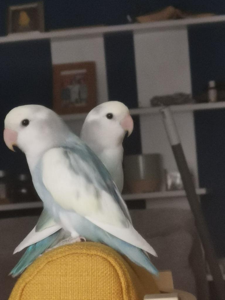 2 Agapornissen met unieke kleuren, Dieren en Toebehoren, Geslacht onbekend, Dwergpapegaai of Agapornis, Tam