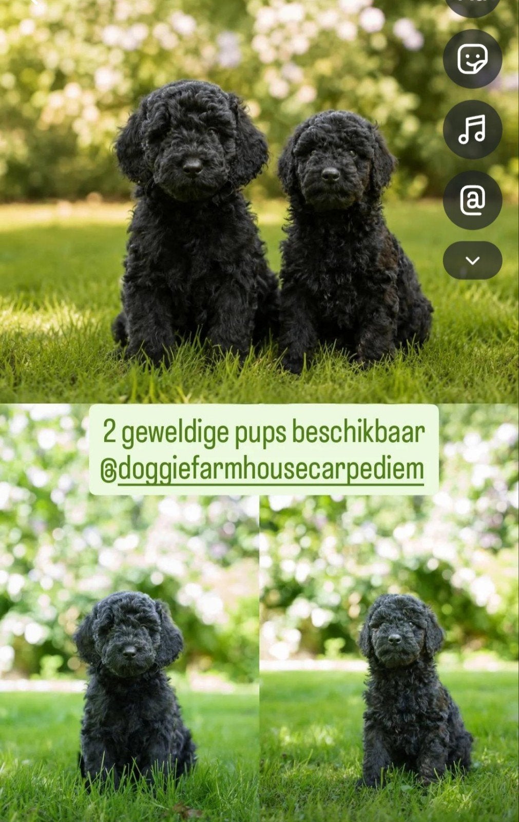 2/9 prachtige Labradoodles zoeken gouden mandje, HCC (leverziekte), Overige rassen, 8 tot 15 weken, Meerdere