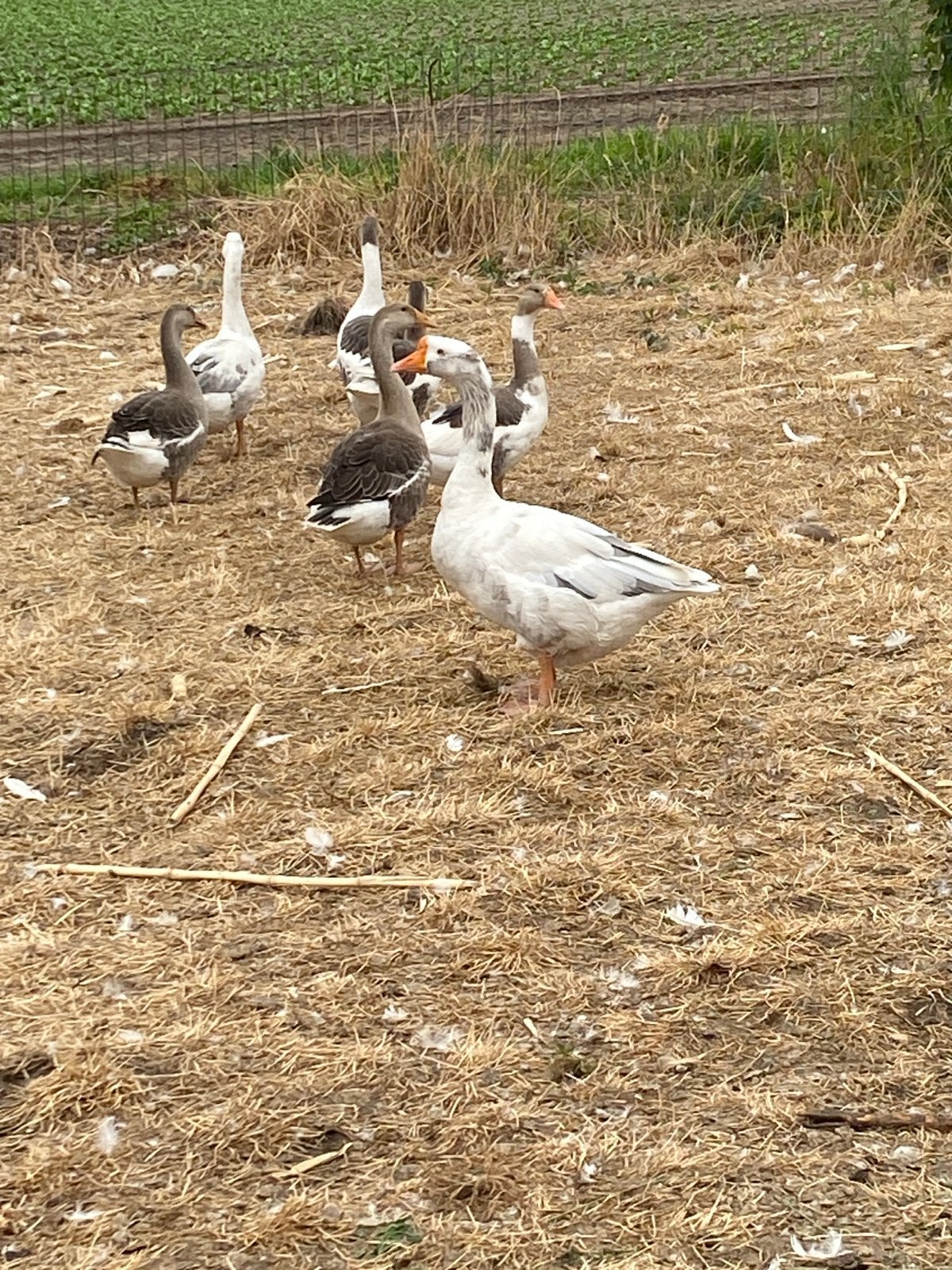 Ganzen, Dieren en Toebehoren, Pluimvee, Geslacht onbekend, Gans of Zwaan