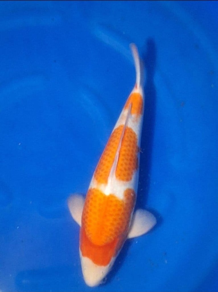 7 Knappe japanse koi karpers ( vlakbij holland koishow ), Karper of Koi