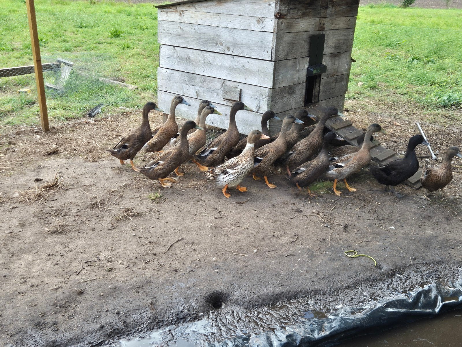 loop/legeend woerd, Dieren en Toebehoren, Meerdere dieren, Eend