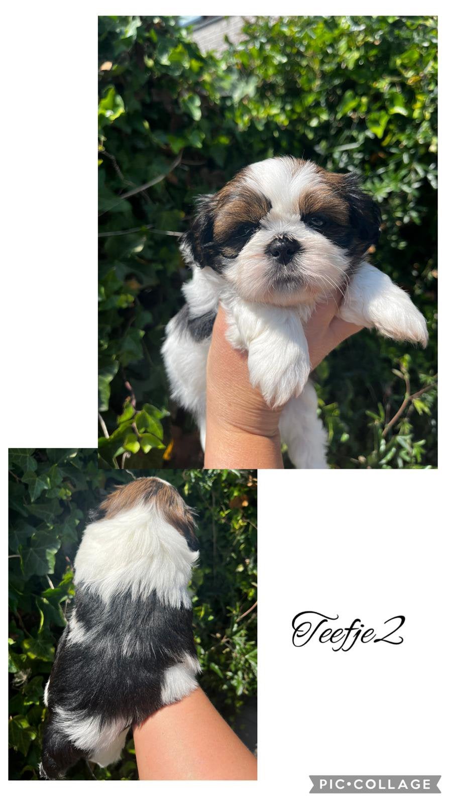 Raszuivere Shih Tzu pups!, Dieren en Toebehoren, Parvo, Overige rassen, 8 tot 15 weken, Meerdere