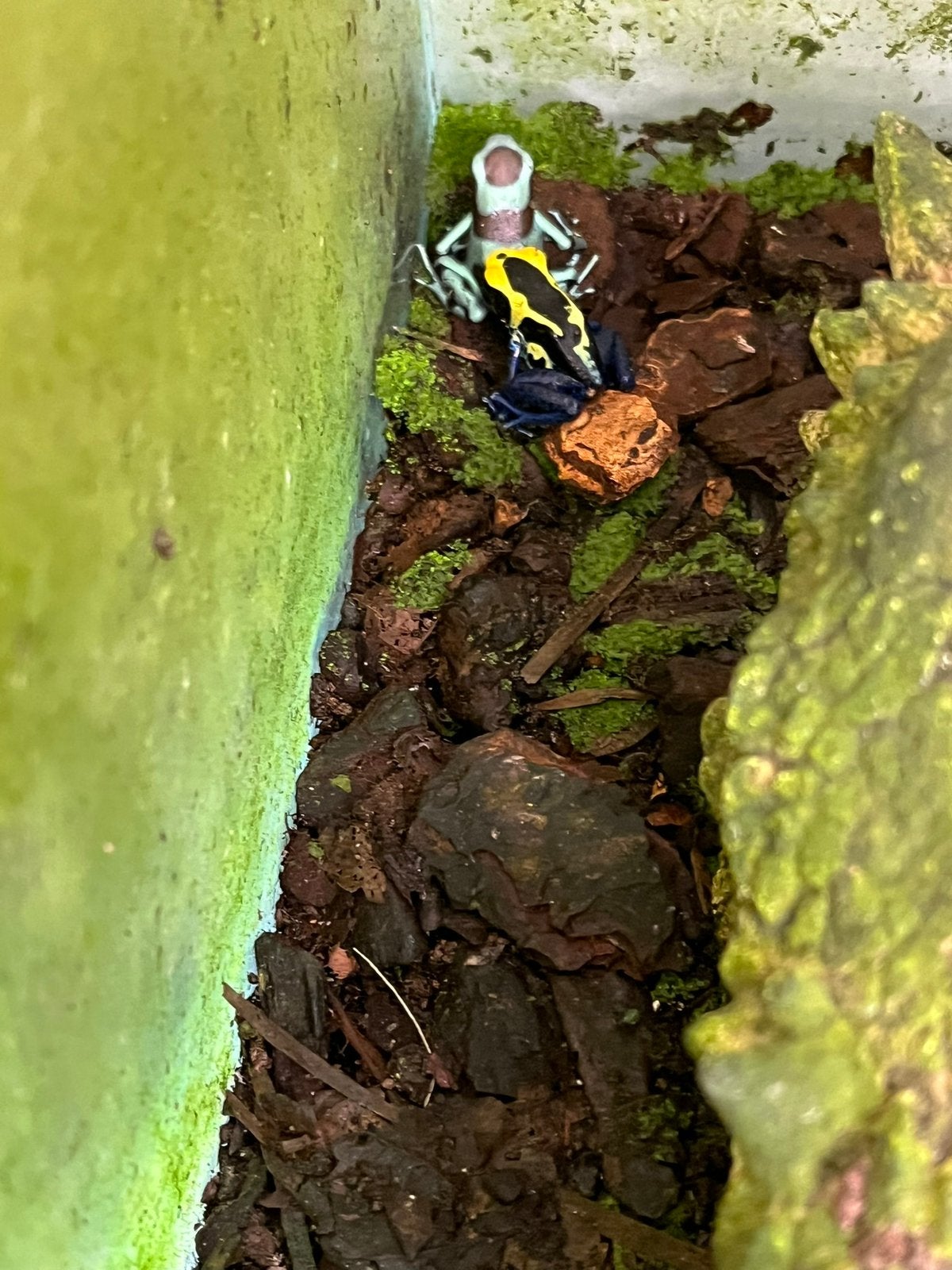 Dendrobates tinctorius cobalt.