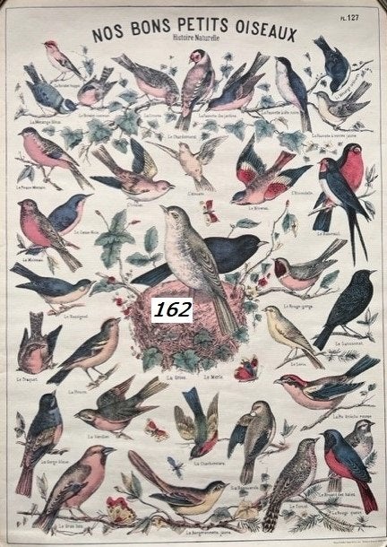 franse vogel poster (nos bons petits oisaux), Ophalen of Verzenden, Zo goed als nieuw, Hout, Overige typen