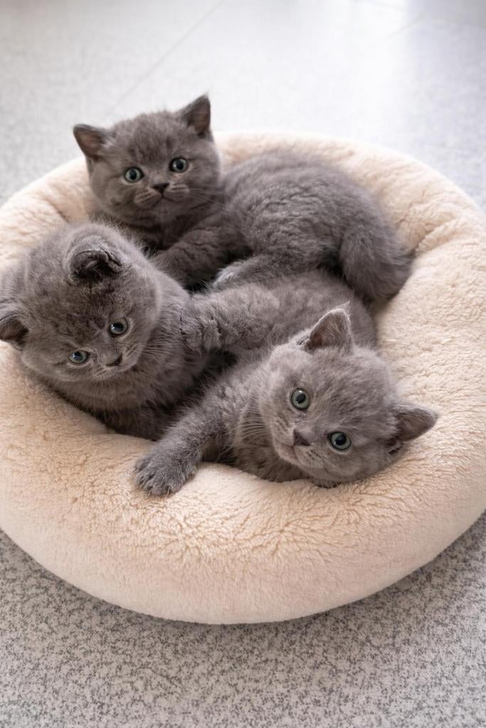 LAATSTE Britse Korthaar poes – beschikbaar per direct, Dieren en Toebehoren, Katten en Kittens | Raskatten | Korthaar, Meerdere dieren