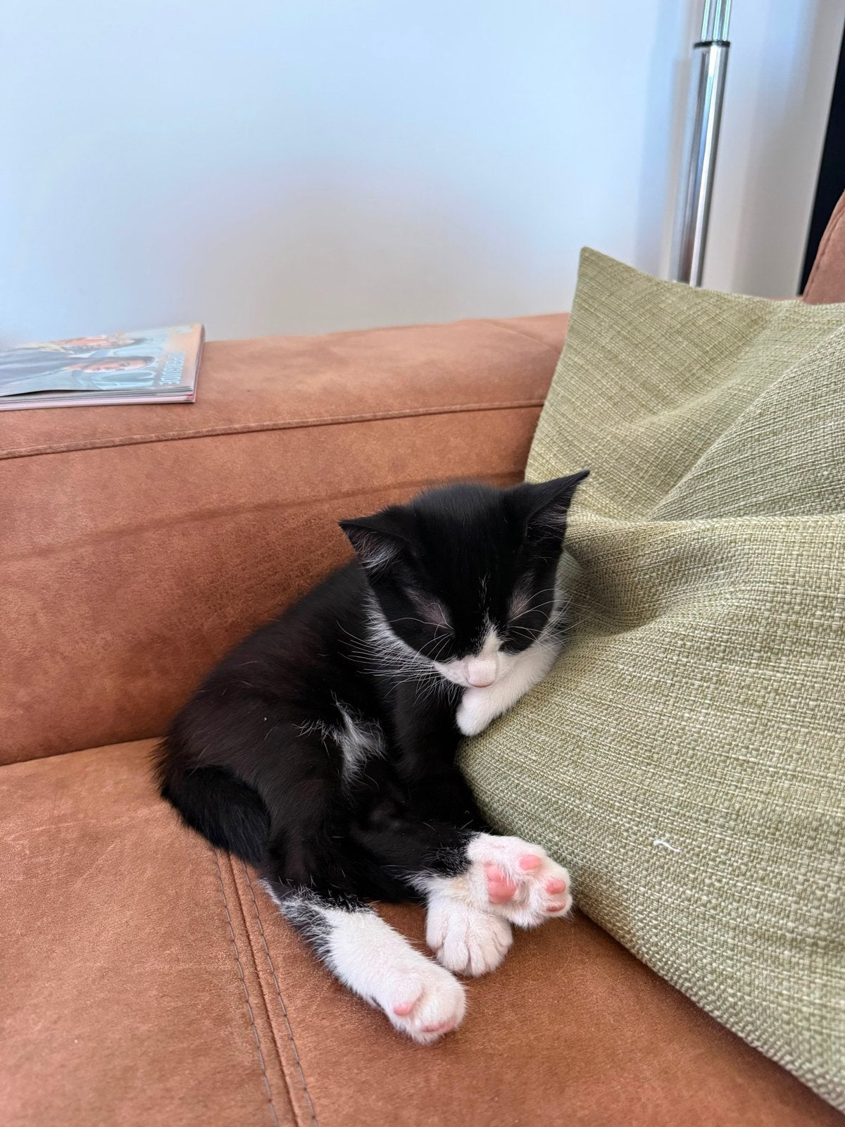 Kitten/Katertje, erg lief, sociaal, zindelijk, 13 weken oud, Kater, Kortharig, 0 tot 2 jaar