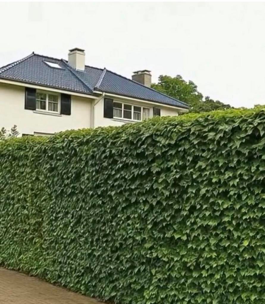 ACTIE hedera kant-en-klaar haag vanaf €75/mtr, Ophalen of Verzenden, Nieuw, 20 m² of meer