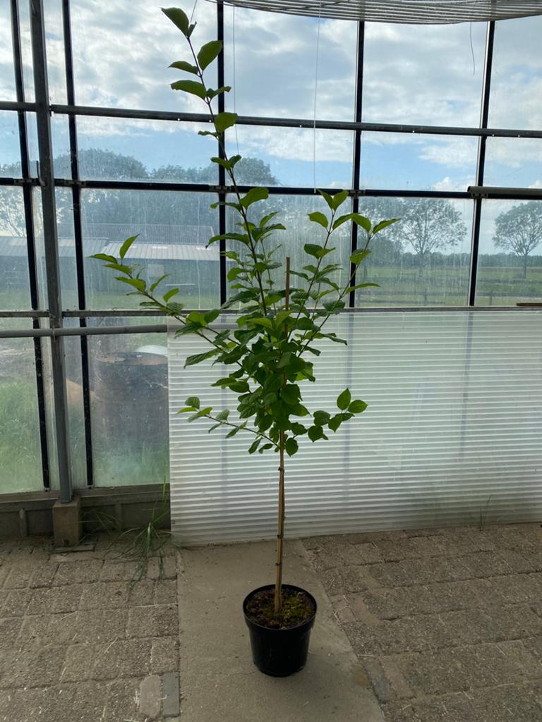 Sering josikaea op stam, Overige soorten, 100 tot 250 cm, Zomer, Ophalen