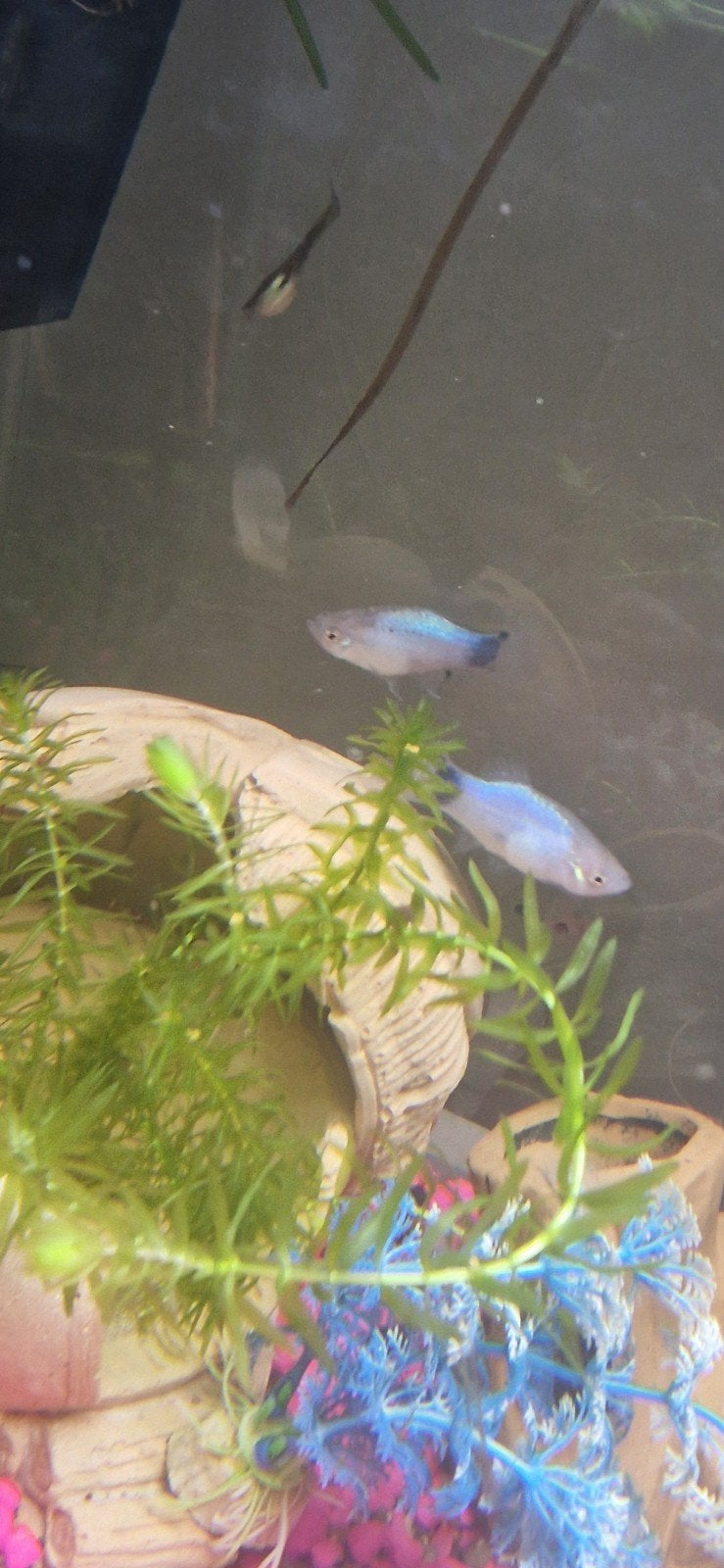 Platy's bleu mickey mouse, Dieren en Toebehoren, Vissen | Aquariumvissen, Vis, Zoetwatervis, Schoolvis