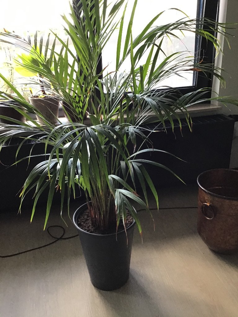 Grote kamerplanten, Ophalen, 100 tot 150 cm, Halfschaduw, Groene kamerplant