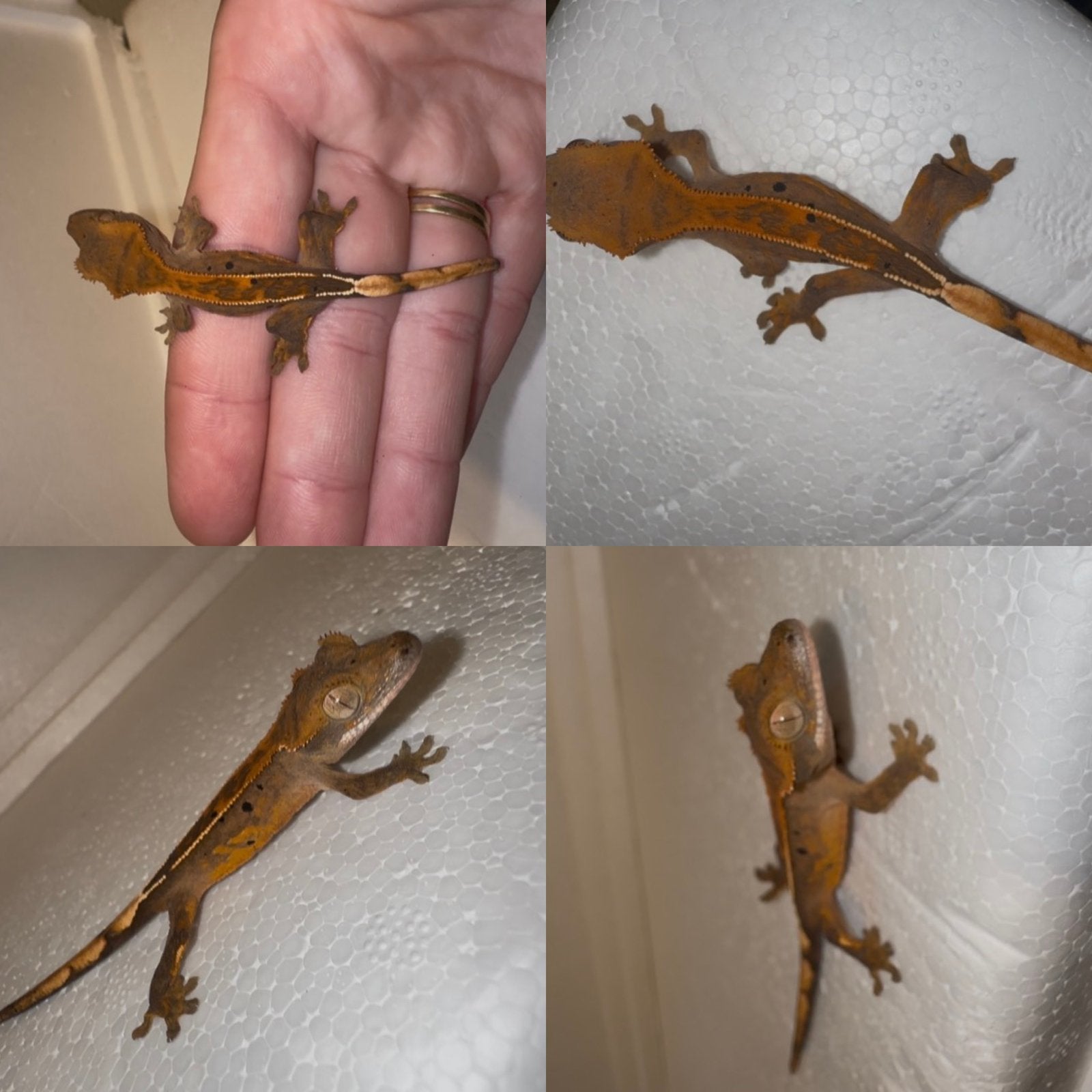 Baby wimpergekko, Dieren en Toebehoren, Hagedis, Tam, 0 tot 2 jaar