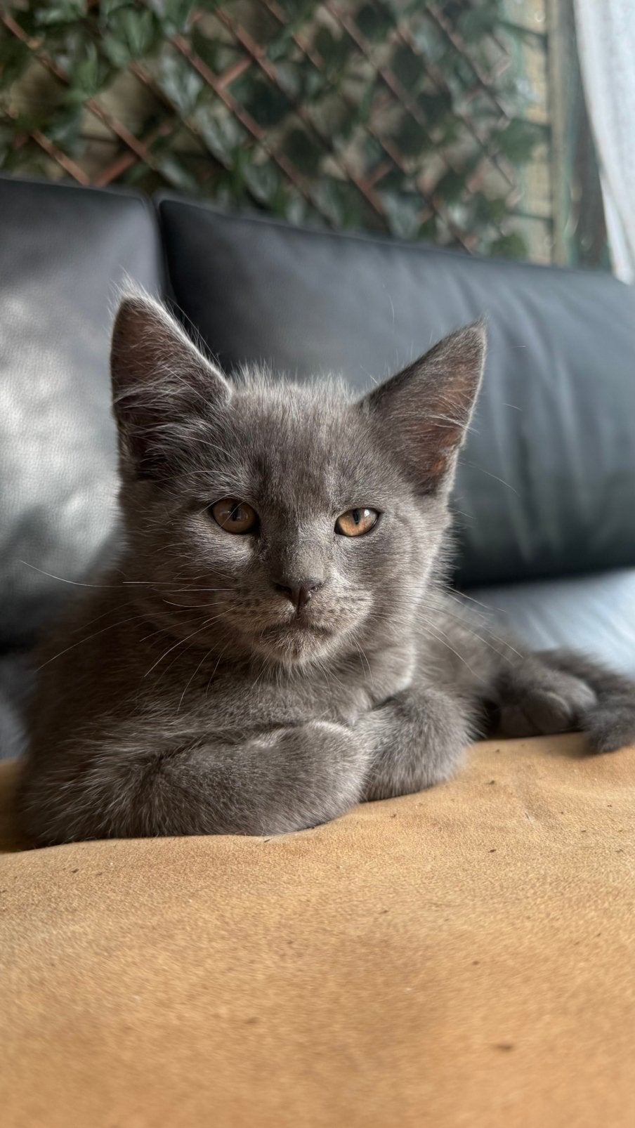 Baby britis and maincon, Dieren en Toebehoren, Kater
