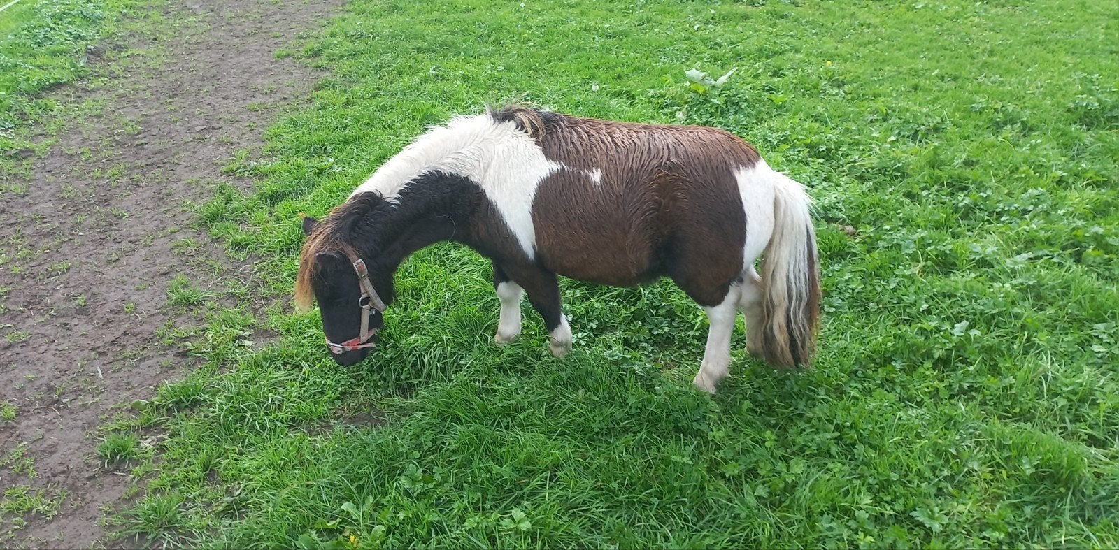 ZWARTBONTE MERRIE'S EN MEER., Merrie