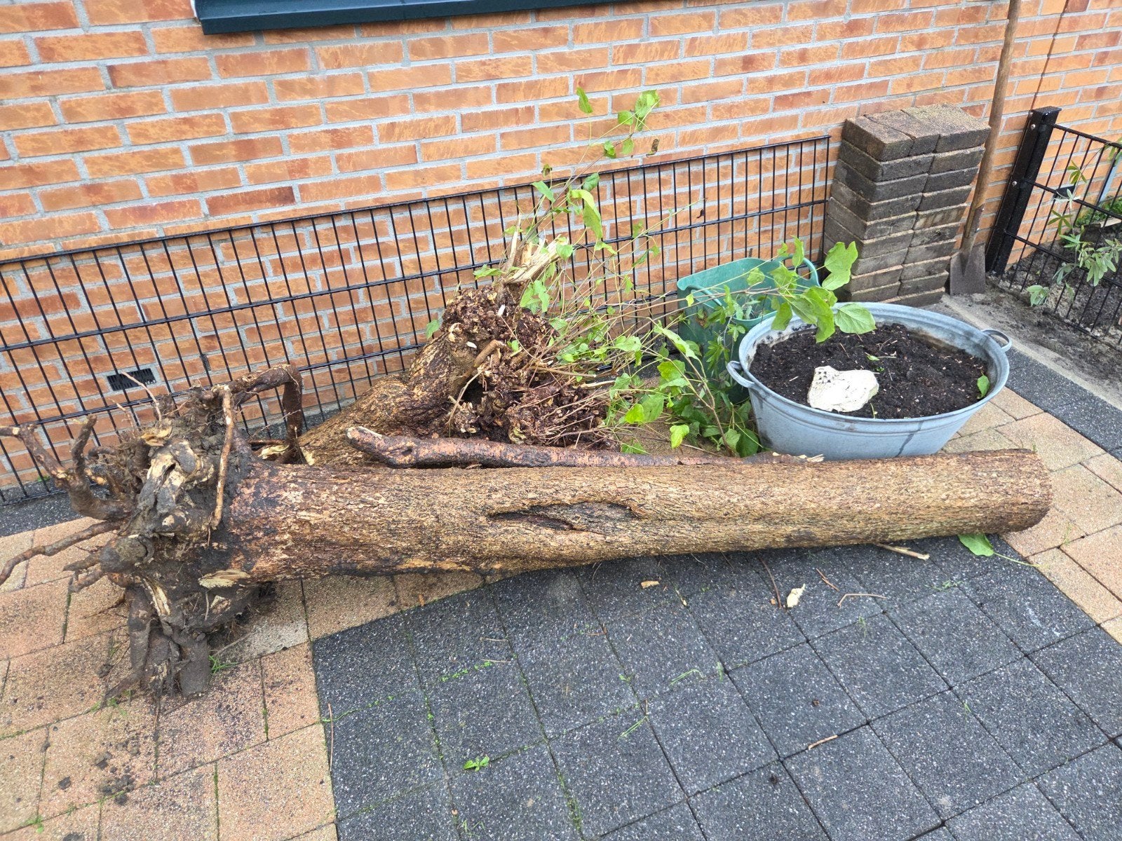 Grote boomstam., Minder dan 3 m³, Ophalen, Beukenhout, Stammen