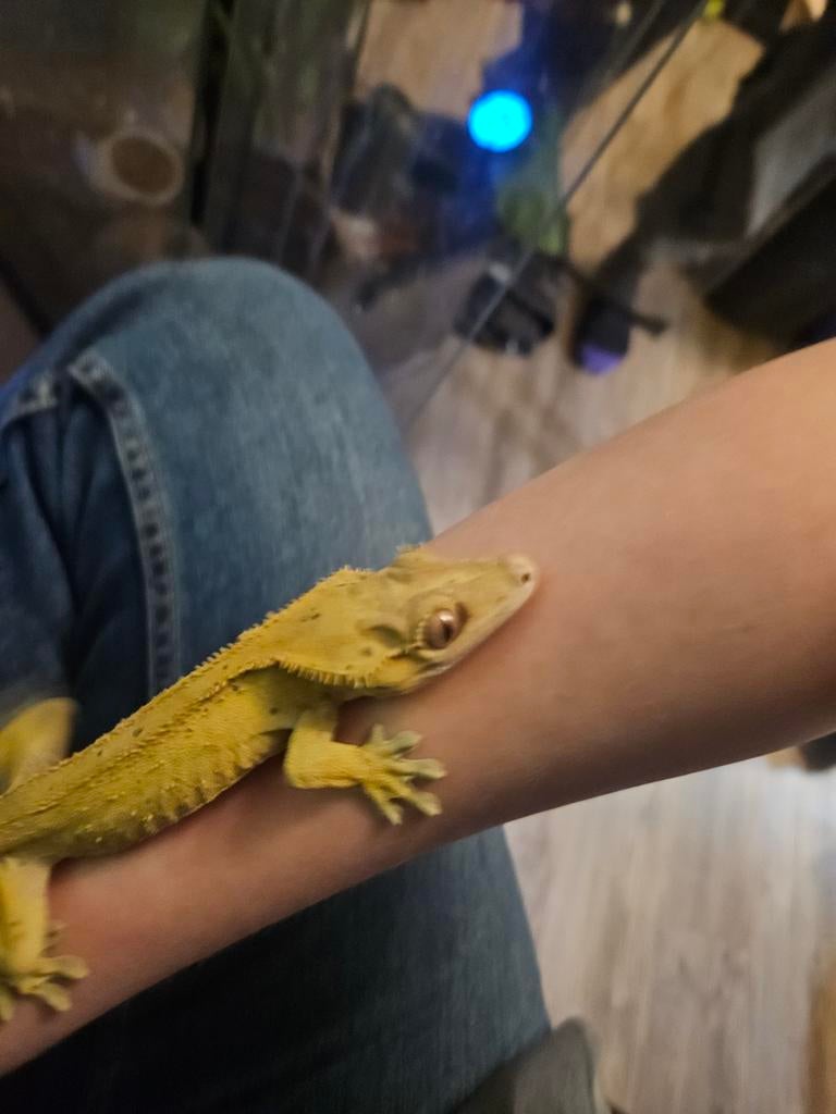Wimper gekko man Crested Gecko - male for sale from Rianne.b